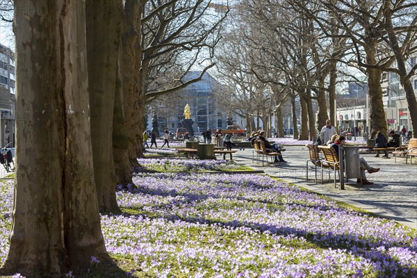 Blooming crocus meadows on the main street