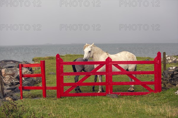Irish ponies behind red gate on the Atlantic coast