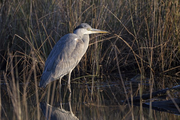 Grey heron