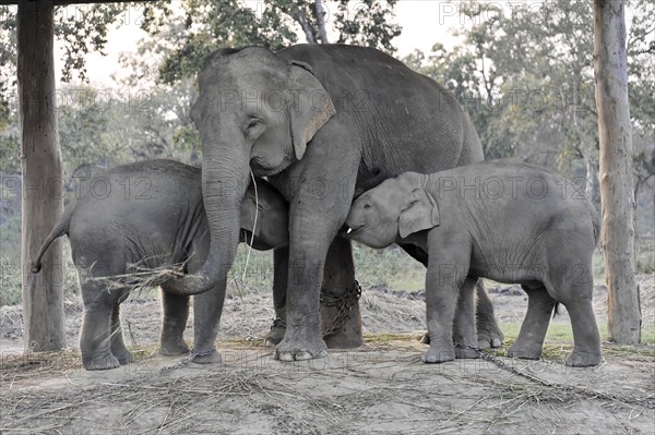 Asian elephant