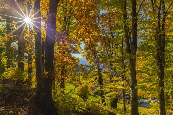 Autumn forest with sunbeams