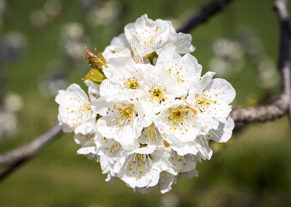 Branches with blossoms of the cherry
