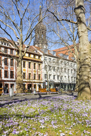 Blooming crocus meadows on the main street