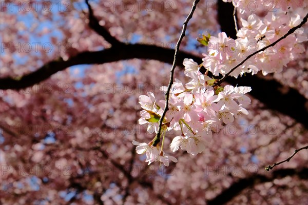 Cherry blossom