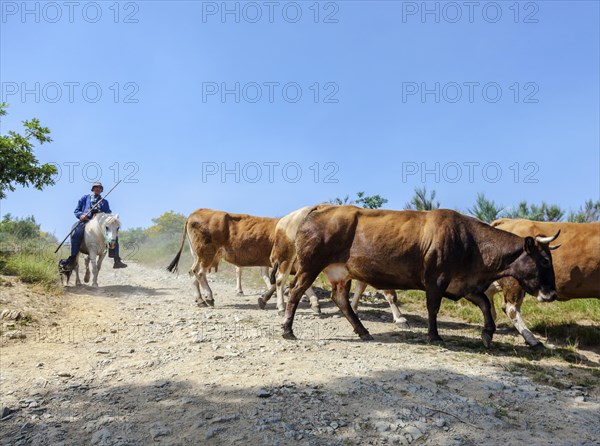 A vaquero with his cows out grazing in Galicia on the Camino Frances of the Camino di Santiago