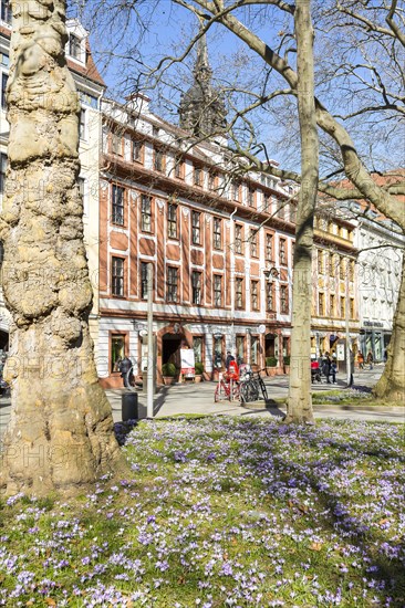Blooming crocus meadows on the main street