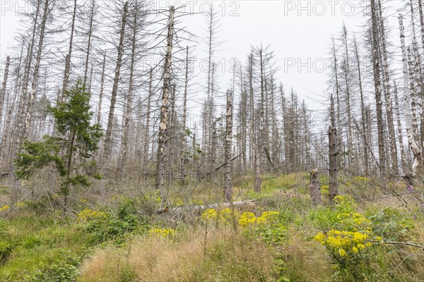 Large areas affected by forest dieback