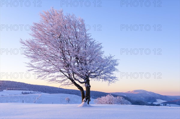 Weather beech