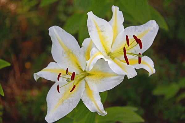 Lily blossom