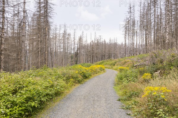 Large areas affected by forest dieback