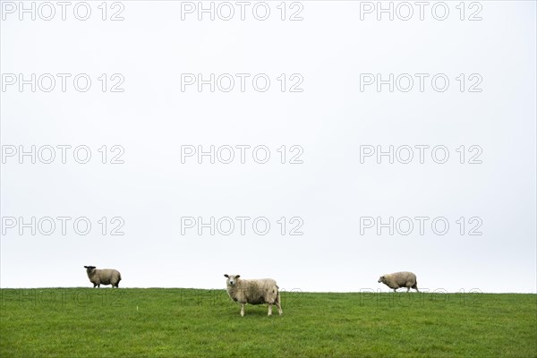 Three domestic sheep