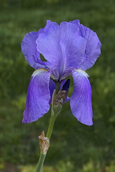 Sweet Iris