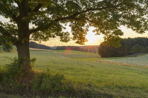 Old oak tree at sunset