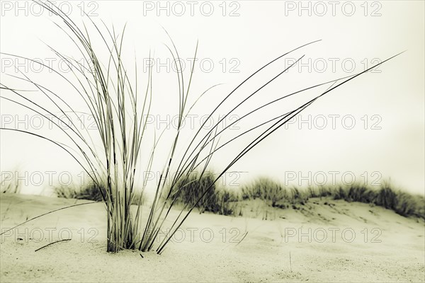 Marram Grass on sand
