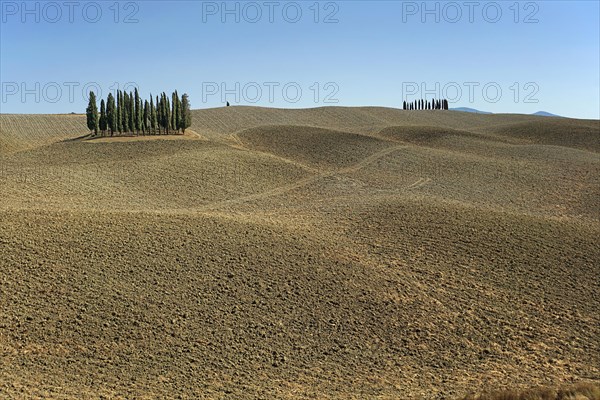 Cypress