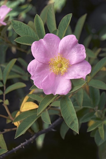 Swamp rose