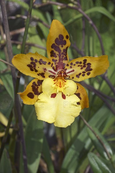 Dancing Lady orchid