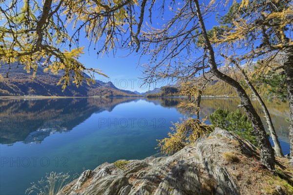 Lake Silsersee with colorful larch trees and sun in autumn