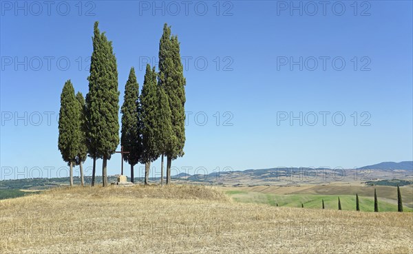 Cypress