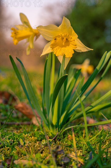 Daffodil