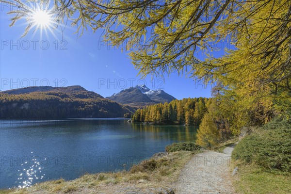 Path with colorful larch trees and sun in autumn