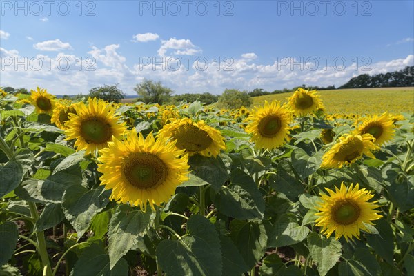 Blooming sunflower field in summer