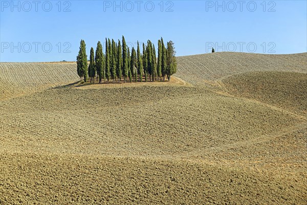 Cypress