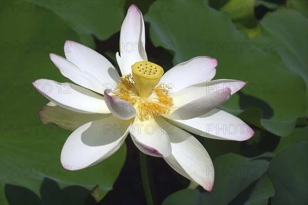 Sacred lotus