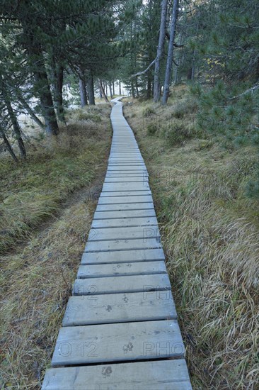 Boardwalk in mountain forest