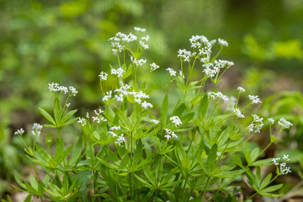 Woodruff