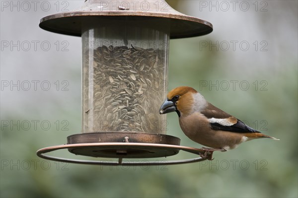 Hawfinch