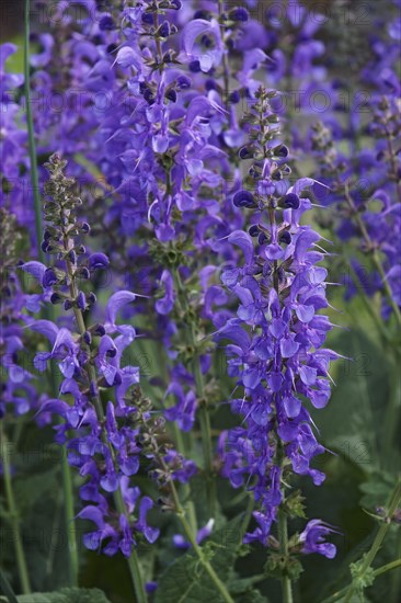 Meadow clary