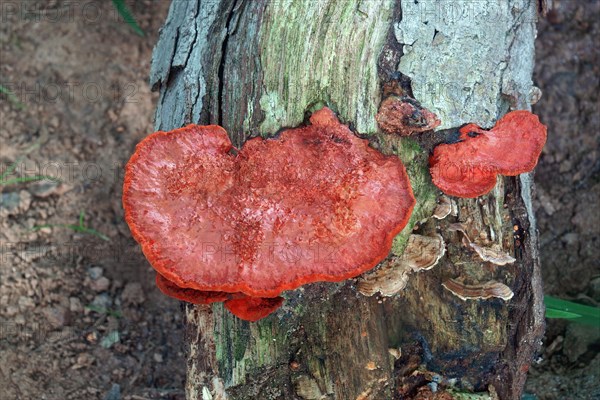 Northern cinnabar polypore