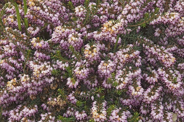 Spring heath