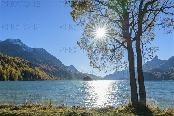 Lake Silsersee with tree and sun in autumn