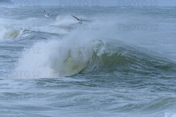 Breaking Wave