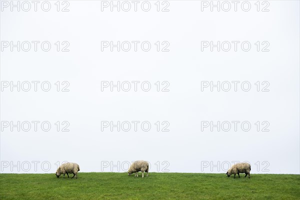 Three domestic sheep