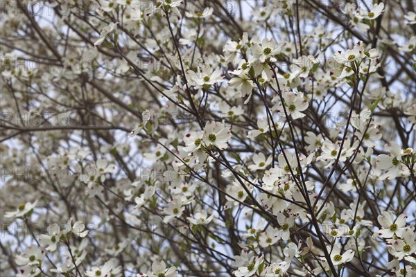 Flowering Dogwood