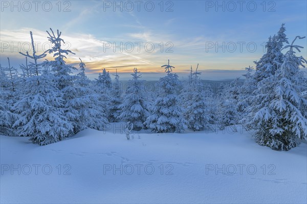 Snow covered coniferous trees at sunset in winter