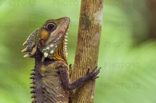 Boyd's Forest Dragon