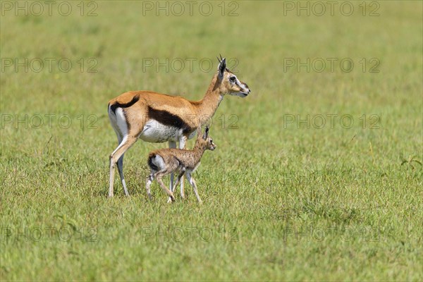 Thompsons Gazelles