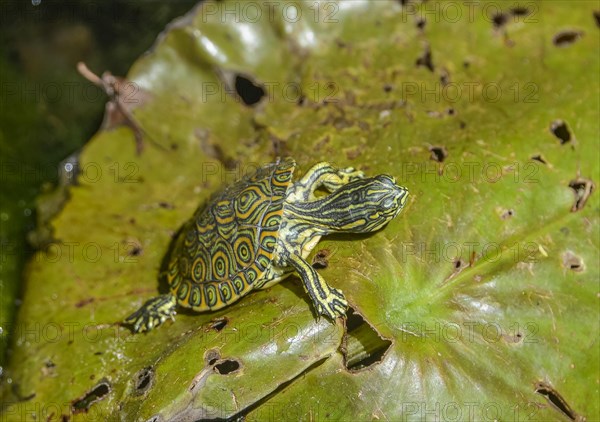 Cumberland ornate turtle