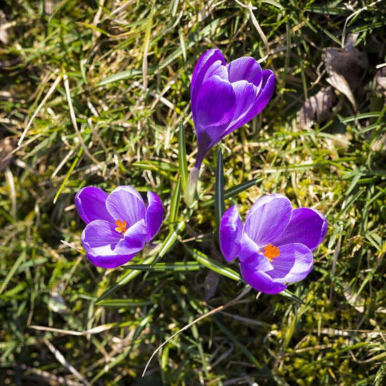 Crocuses