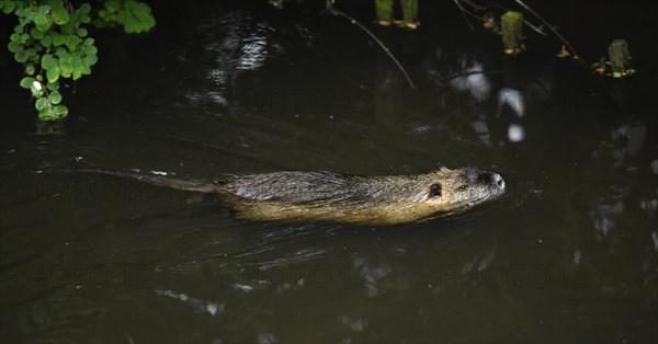 Nutria