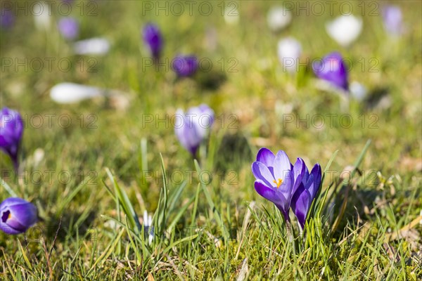 Crocuses