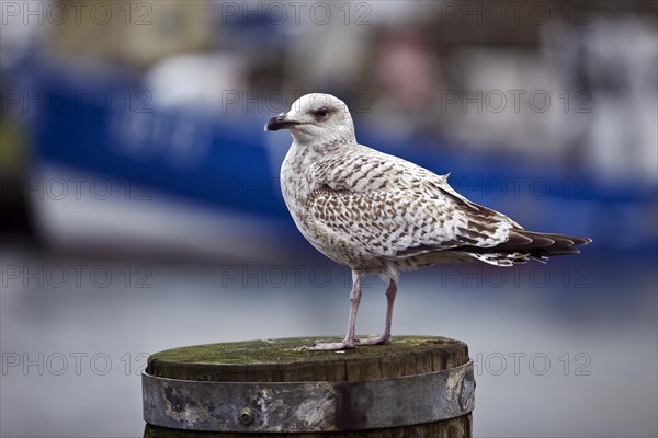 Young european herring gull