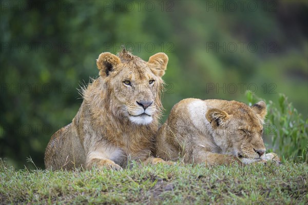 African lion