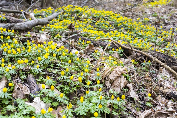 Winter aconite