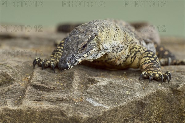 Lace Monitor