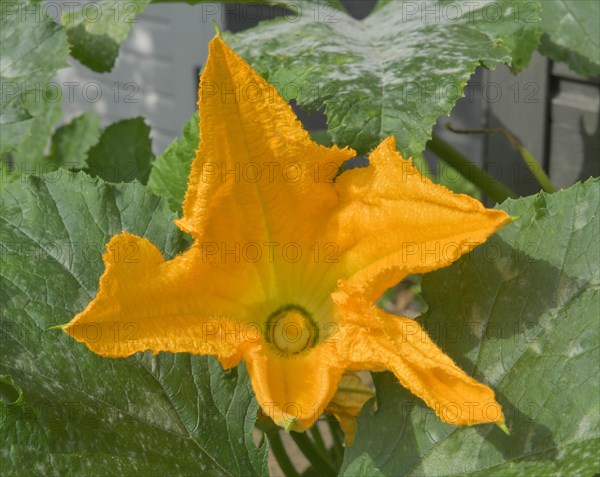 Courgette flower